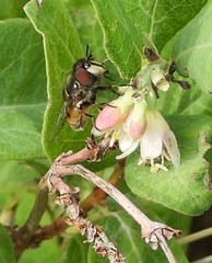 Copestylum marginatum