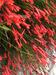 Russelia equisetiformis