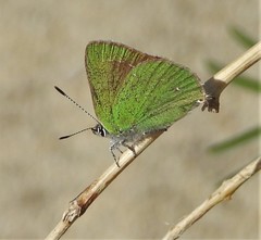 Callophrys affinis