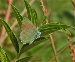 Callophrys affinis