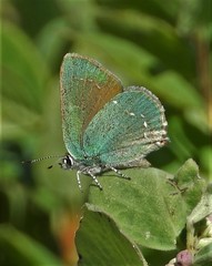 Callophrys affinis