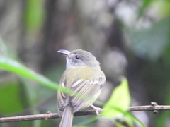 Oncostoma cinereigulare