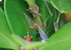 Insecta