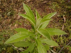 Pseudognaphalium elegans