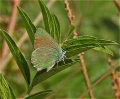 Callophrys affinis