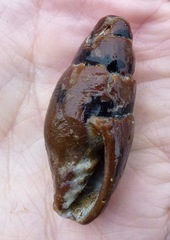 Atrimitra idae