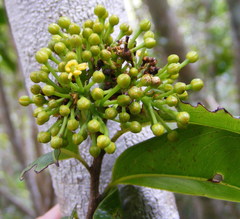 Ouratea laurifolia