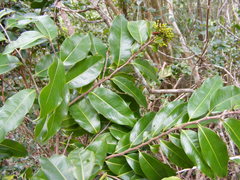 Ouratea laurifolia