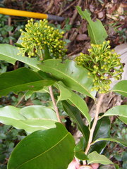 Ouratea laurifolia
