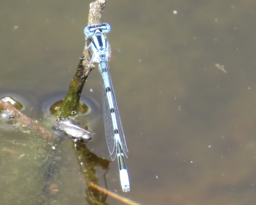 Atlantic Bluet photo 5