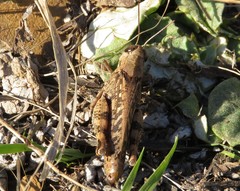 Calliptamus barbarus