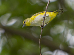 Euphonia trinitatis