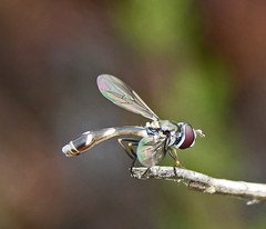 Dioprosopa clavata