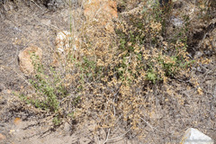 Brickellia microphylla microphylla