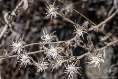 Brickellia microphylla microphylla