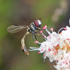 Dioprosopa clavata