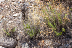 Brickellia microphylla microphylla