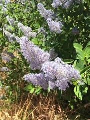 Ceanothus