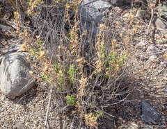 Brickellia microphylla microphylla
