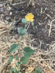 Abutilon parvulum