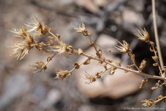 Brickellia microphylla microphylla