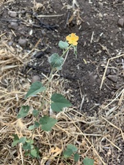 Abutilon parvulum