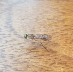 Ptecticus trivittatus