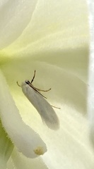 Tegeticula yuccasella