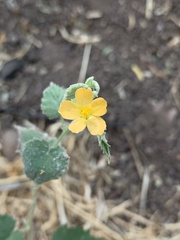 Abutilon parvulum