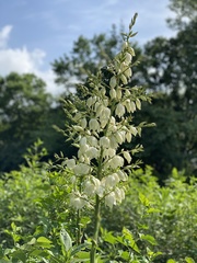 Tegeticula yuccasella