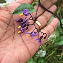 Solanum dulcamara