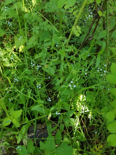 Bay forget-me-not (Myosotis laxa)