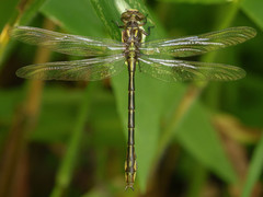 Stylurus laurae