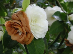 Ciborinia camelliae