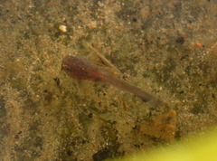 Noturus gyrinus