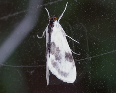Cliniodes ostreonalis