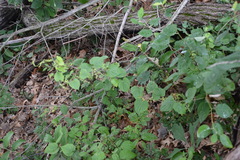 Dioscorea villosa