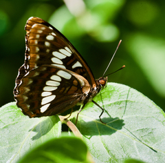 Limenitis lorquini ilgae
