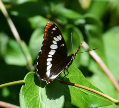 Limenitis lorquini ilgae