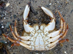 Metacarcinus anthonyi