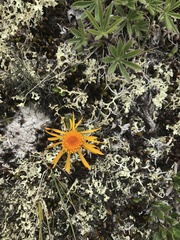 Tephroseris lindstroemii