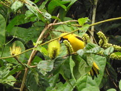 Icterus mesomelas