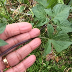 Solanum dulcamara