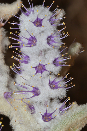 Lachnostachys verbascifolia