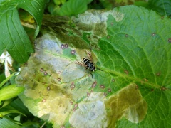 Temnostoma excentrica