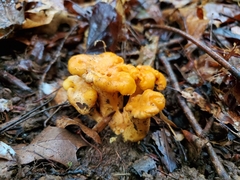 Cantharellus flavolateritius