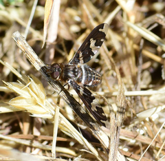 Exoprosopa dorcadion