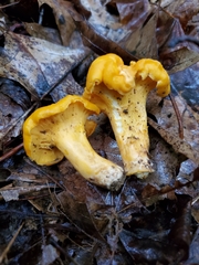 Cantharellus flavolateritius