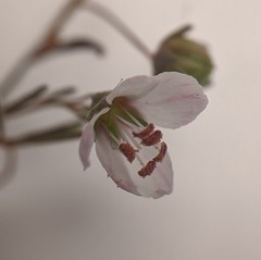 Hesperolinon micranthum