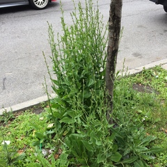 Cichorium intybus